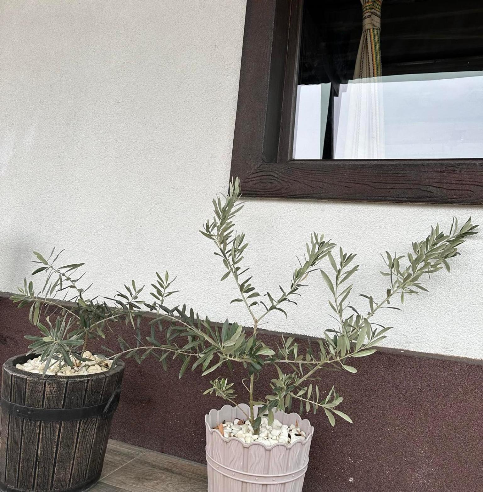 Бялата Къща Hotel Csakalarovo Kültér fotó